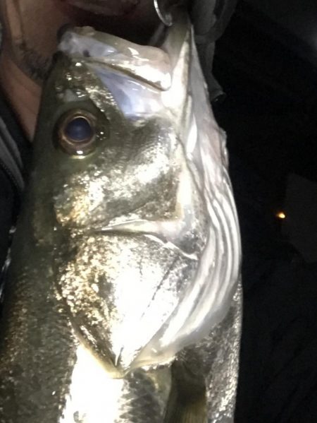 久しぶりのシーバス