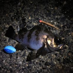 新月でのメバリング