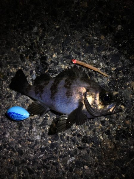 新月でのメバリング