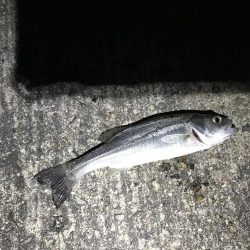 出張メバリング