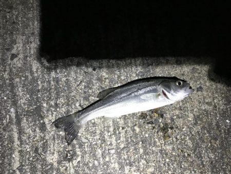 出張メバリング