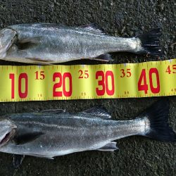 えび撒きシブシブ