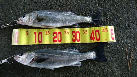 えび撒きシブシブ