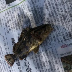 魚が釣りたくて