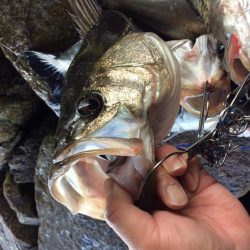 エビ撒き絶好調！