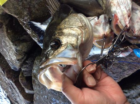 エビ撒き絶好調！