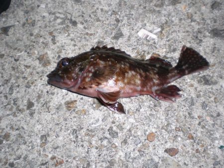 渋いヤット釣れた