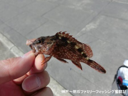 まだまだ渋いベランダ釣行