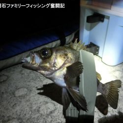 短時間でメバル2匹