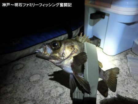 短時間でメバル2匹