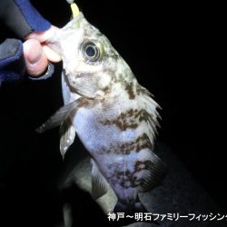 静寂な中でメバル2匹