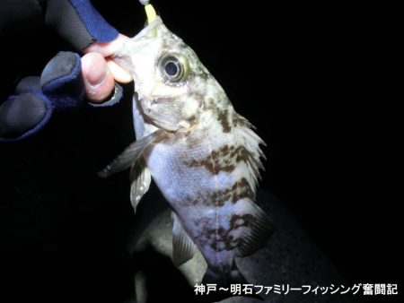 静寂な中でメバル2匹