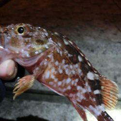 強風激流で頑張ってみたが