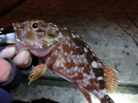 強風激流で頑張ってみたが