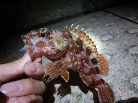 気候は良かったが