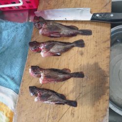 朝マズメの短時間に爆釣