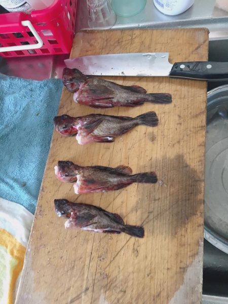 朝マズメの短時間に爆釣