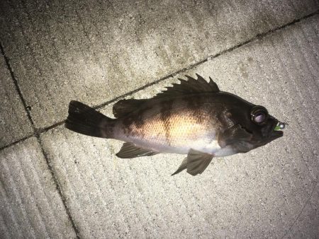 メバリング釣行