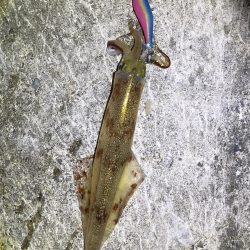 まだまだ釣れてまーす！