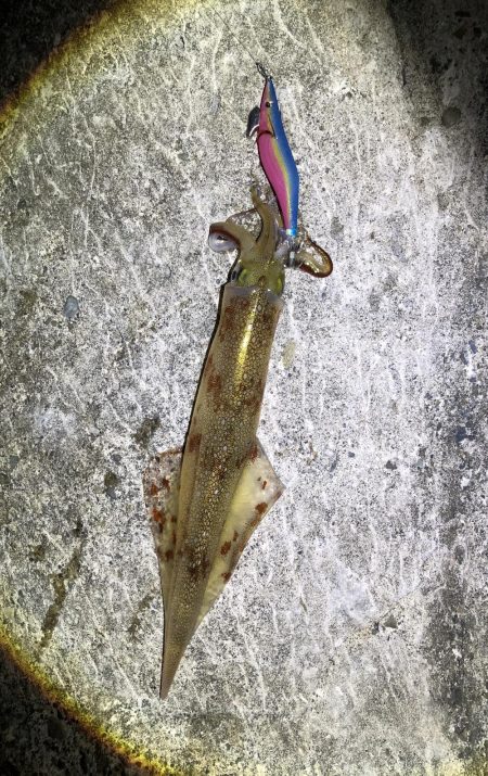 まだまだ釣れてまーす！