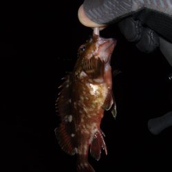 メバルはどこへ行った？