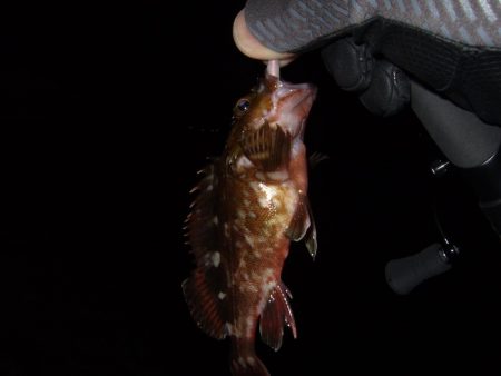 メバルはどこへ行った？