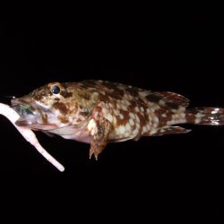 ボウズなし記録は更新中