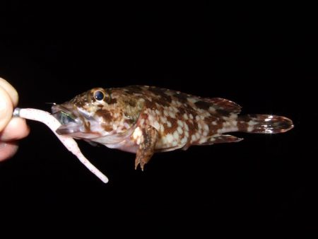 ボウズなし記録は更新中