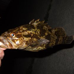 ナイスガッシー!