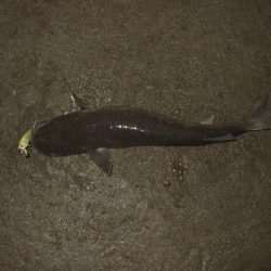 まだまだアフター居ます