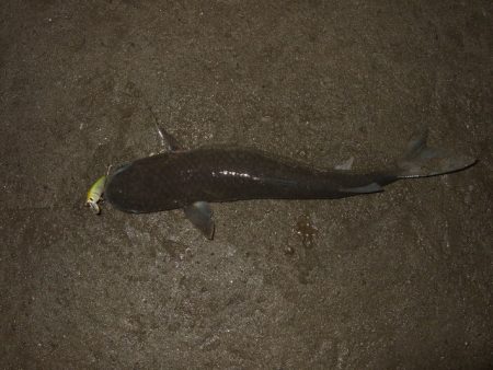 まだまだアフター居ます