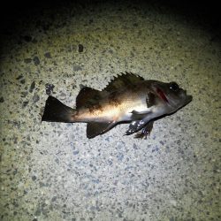 暖かくなったので