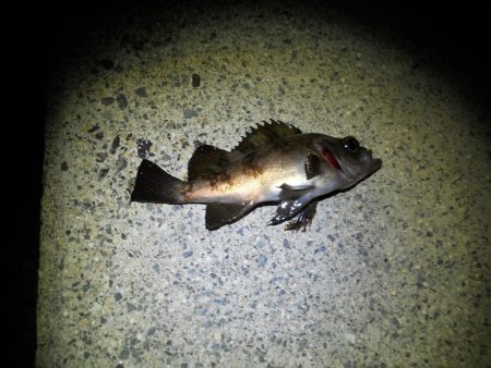 暖かくなったので