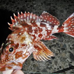 フッキングできず