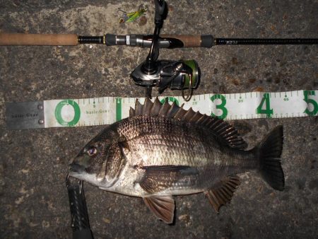 テクトロでのチヌ狙いが面白くなる？(南港周…