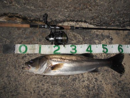 開始早々にヒットするも…(南港周辺シーバス…