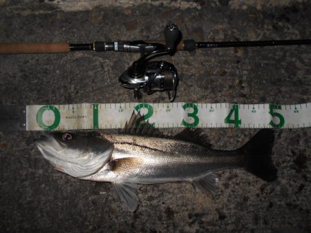 ボトムで反応有り(南港周辺シーバス釣行)。…