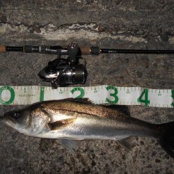 広範囲に散っている?(南港周辺シーバス釣行)