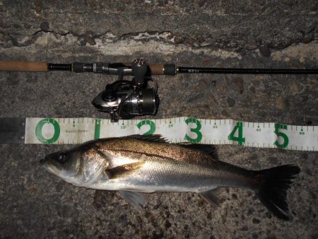 広範囲に散っている？(南港周辺シーバス釣行…