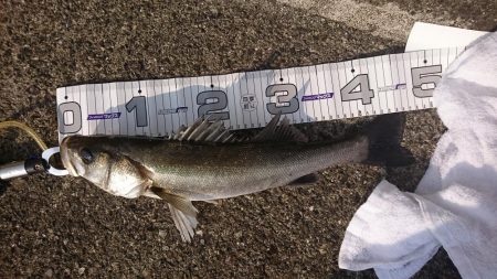 ハネ釣り連敗脱出