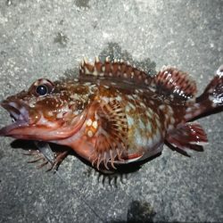 仕事終わりメバリング