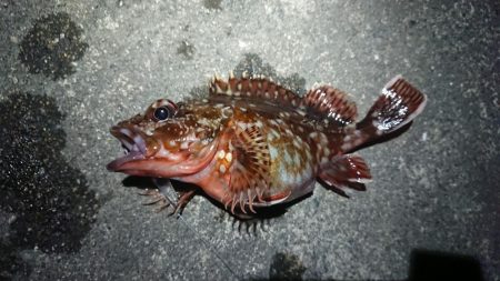 仕事終わりメバリング