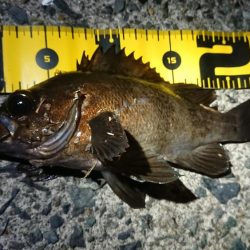 昨日のリベンジ