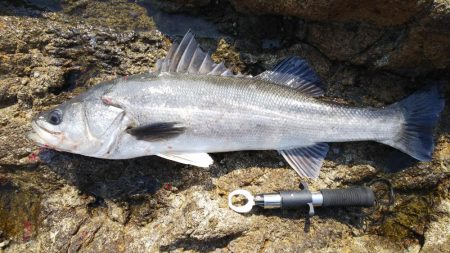 シーバス75センチ