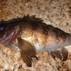 ハンドメイドプラグで初釣果