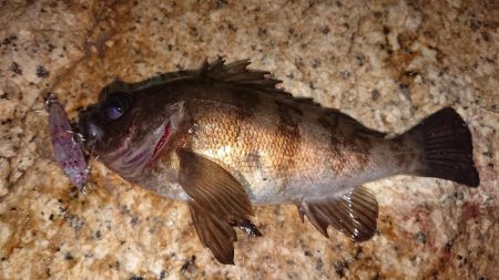 ハンドメイドプラグで初釣果