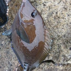 勝浦でグレ釣り