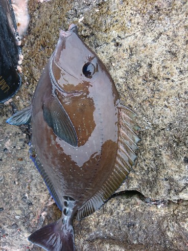 勝浦でグレ釣り