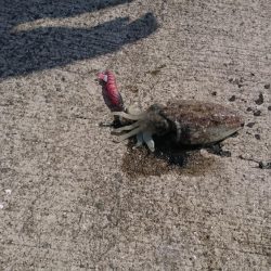 コウイカデビュー