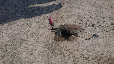 コウイカデビュー